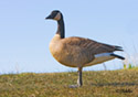 Branta canadensis